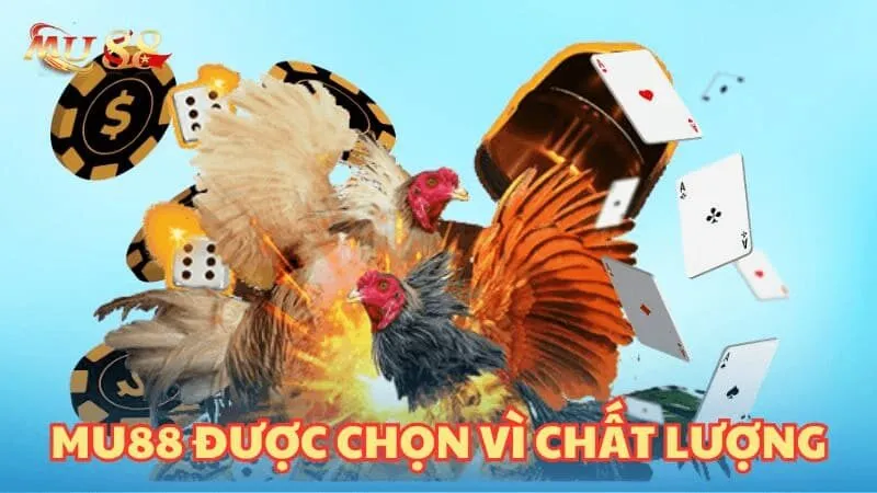 So sánh đá gà trực tiếp MU88 với các nền tảng khác